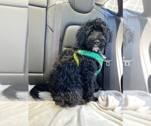 Portuguese Water Dog Puppy for sale in CURRITUCK, NC, USA