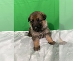 Small Photo #5 German Shepherd Dog Puppy For Sale in MOORESVILLE, NC, USA