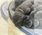 Small Photo #15 Labrador Retriever Puppy For Sale in SMITHFIELD, RI, USA