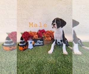 Boxer Puppy for sale in FALLBROOK, CA, USA