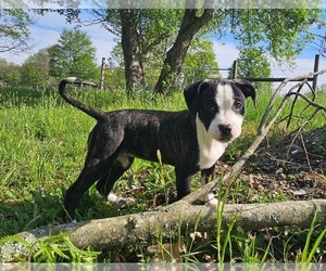 Alapaha Blue Blood Bulldog Puppy for sale in SHELOCTA, PA, USA