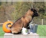 Small Photo #4 Akita Puppy For Sale in FREDERICKSBG, OH, USA