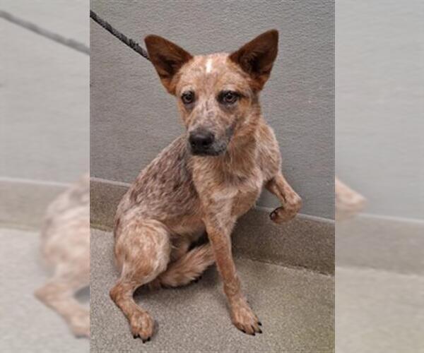 Medium Photo #1 Mutt Puppy For Sale in Las Vegas, NV, USA