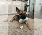 Small #2 Chihuahua-Spaniel Mix