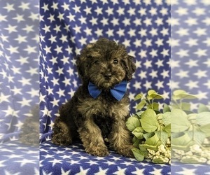 Poodle (Miniature) Puppy for sale in GLEN ROCK, PA, USA