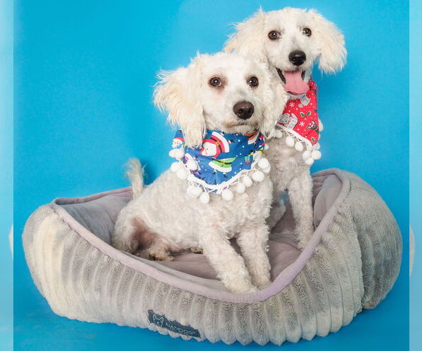 Medium Photo #4 Poodle (Miniature)-Unknown Mix Puppy For Sale in phoenix, AZ, USA