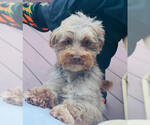 Lil Rip available 10/22 - Male Mutt Dog for Adoption - Small photo