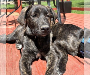 Great Pyrenees-Unknown Mix Dogs for adoption in Brooklyn Center, MN, USA