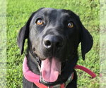 Small Labrador Retriever