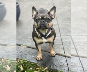 French Bulldog Dogs for adoption in St. Louis Park, MN, USA