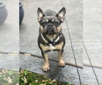 Small French Bulldog