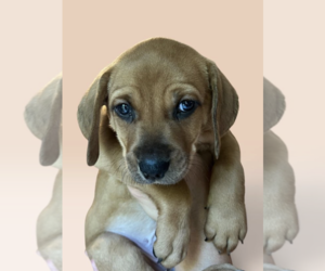 Mutt Dogs for adoption in Rockville, MD, USA