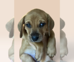 Small Mutt