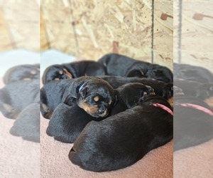 American Bully-Rottweiler Mix Puppy for sale in TRINIDAD, CO, USA