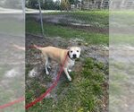 Small #1 American Pit Bull Terrier Mix