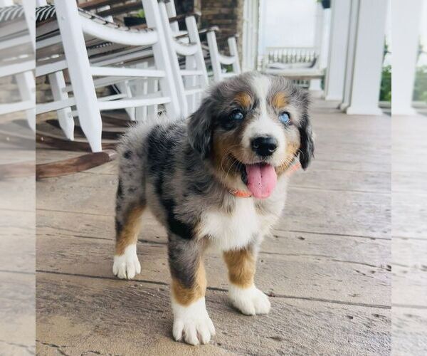Medium Photo #5 Bernedoodle (Miniature) Puppy For Sale in GORDONVILLE, PA, USA
