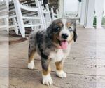 Small #4 Bernedoodle (Miniature)