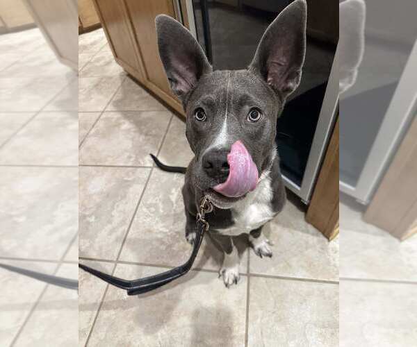 Medium Photo #9 American Pit Bull Terrier-Unknown Mix Puppy For Sale in La Verne, CA, USA