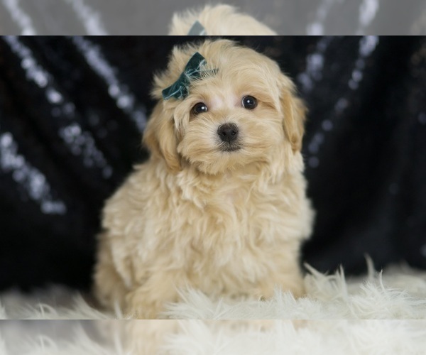 Medium Photo #46 Maltipoo (Miniature) Puppy For Sale in WARSAW, IN, USA