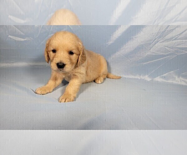 Medium Photo #3 Golden Retriever Puppy For Sale in BLACK FOREST, CO, USA