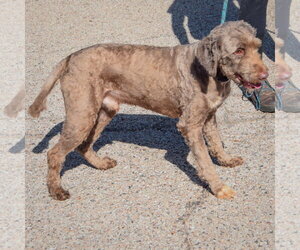 Benjamin - Male Chocolate Labrador retriever-Unknown Mix Dog for Adoption - Photo #4