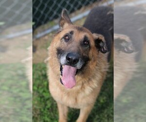 German Shepherd Dog-Unknown Mix Dogs for adoption in Evansville, IN, USA