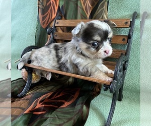 Chihuahua Puppy for sale in NEWVILLE, PA, USA