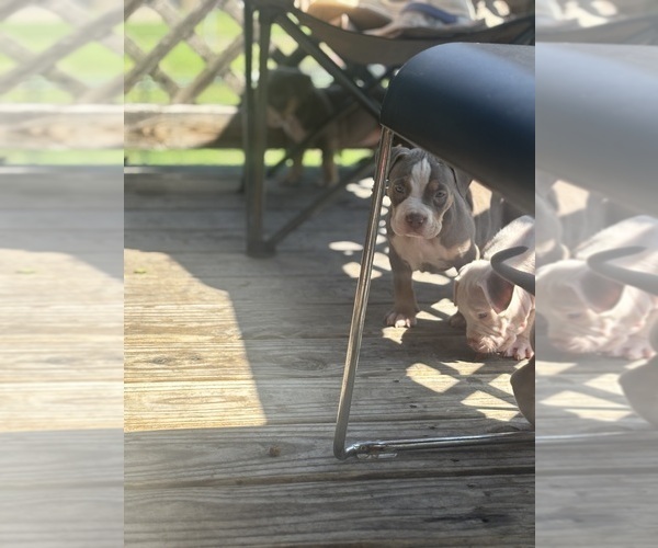 Medium Photo #7 American Bully Puppy For Sale in GLASSPORT, PA, USA