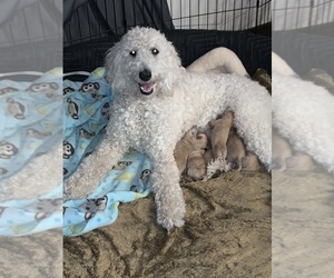 Mother of the Goldendoodle puppies born on 02/12/2021