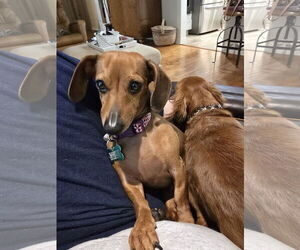 Dachshund Dogs for adoption in Sioux Falls, SD, USA