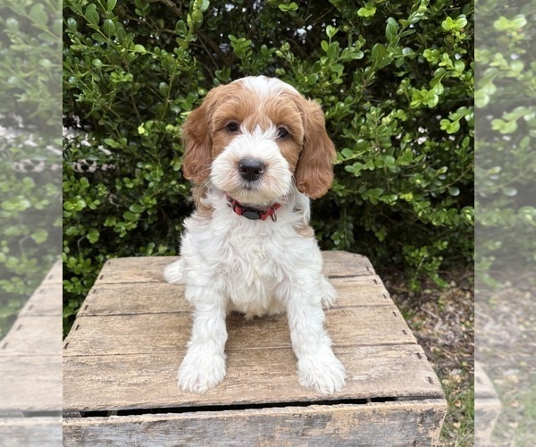 Medium Photo #3 Goldendoodle (Miniature) Puppy For Sale in MIDDLEBURY, IN, USA