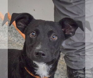 Border Collie-Unknown Mix Dogs for adoption in Huntley, IL, USA