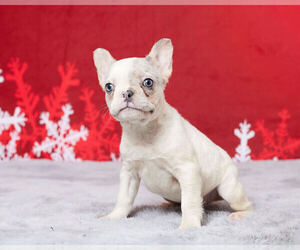 French Bulldog Puppy for Sale in MILLERSBURG, Ohio USA