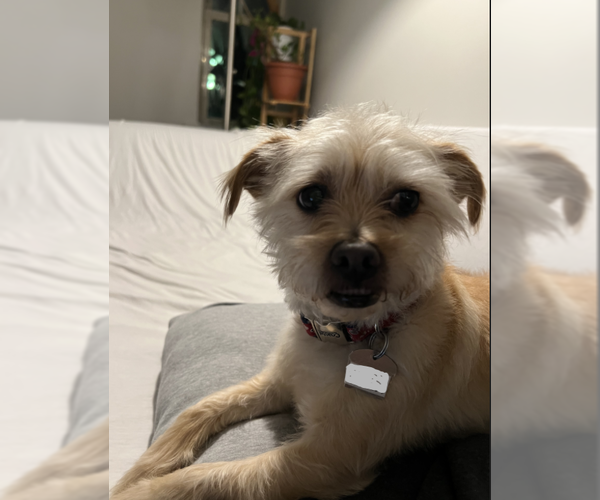 Medium Photo #3 Mutt Puppy For Sale in Cranston, RI, USA