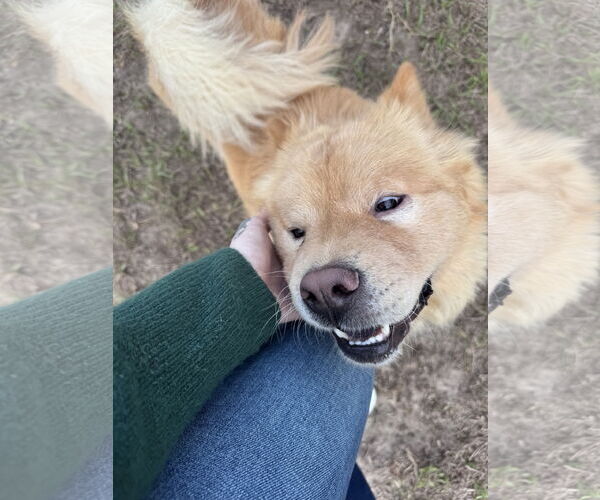 Medium Photo #4 Chow Chow Puppy For Sale in Valrico, FL, USA