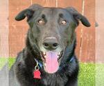 Small #1 Labrador Retriever Mix