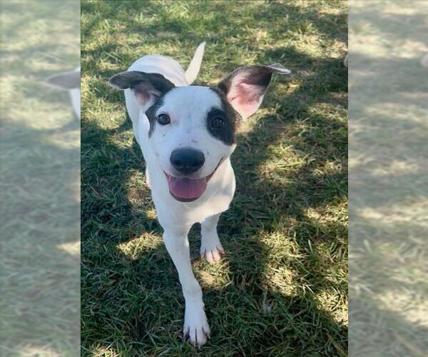 Medium Photo #2 Bull Terrier-Unknown Mix Puppy For Sale in Conroe, TX, USA
