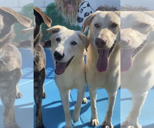 Bella Lab - Female Labrador Retriever Dog for Adoption - Photo #5