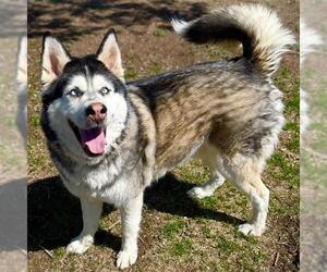 Alusky Dogs for adoption in Aurora, CO, USA