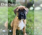 Puppy Daisy Boxer