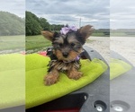 Small #7 Yorkshire Terrier