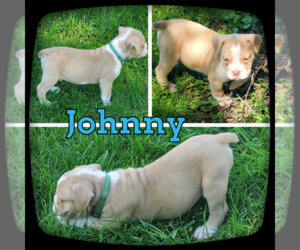 Olde English Bulldogge Puppy for sale in WHEELER, MI, USA