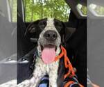 Small #6 Border Collie Mix
