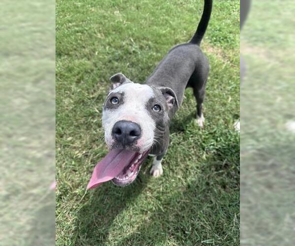 Medium Photo #2 American Pit Bull Terrier-Unknown Mix Puppy For Sale in Houston, TX, USA