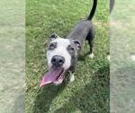 Small #1 American Pit Bull Terrier Mix