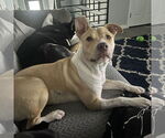 Small #35 American Pit Bull Terrier Mix