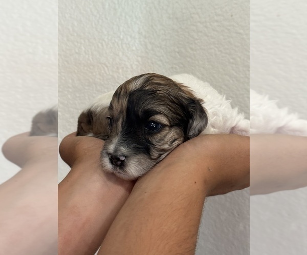 Medium Photo #7 Bernedoodle (Miniature) Puppy For Sale in LONGMONT, CO, USA