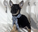 Small German Shepherd Dog