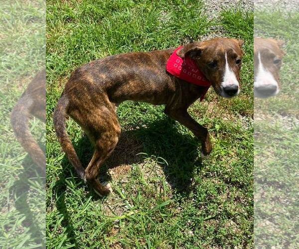 Medium Photo #1 American Pit Bull Terrier-Unknown Mix Puppy For Sale in Low Moor, VA, USA