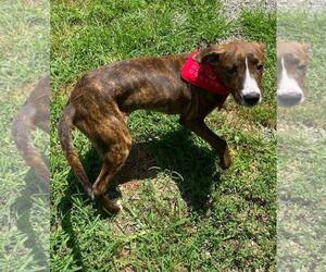 American Pit Bull Terrier-Unknown Mix Dogs for adoption in Low Moor, VA, USA